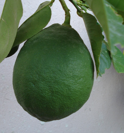 limon 001.JPG