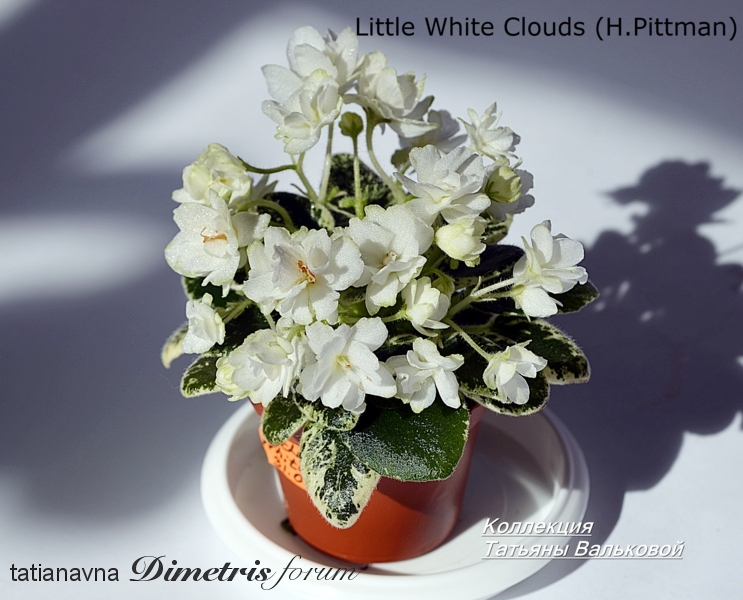 Little White Clouds (H.Pittman)_743x600.jpg