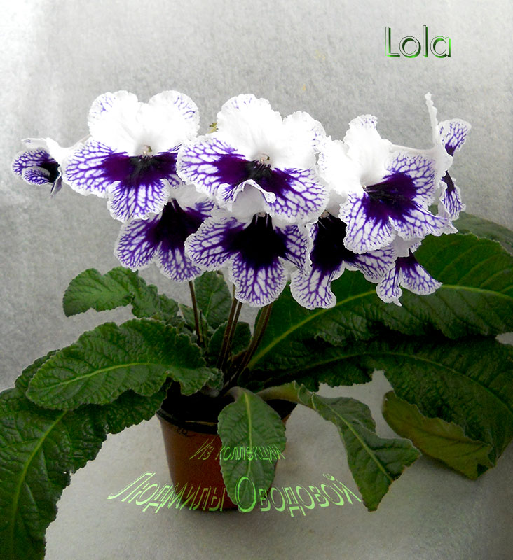 Lola-03.13.jpg