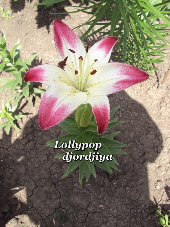 Lollypop_800.jpg
