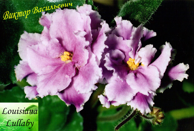 Louisiana Lullaby.jpg