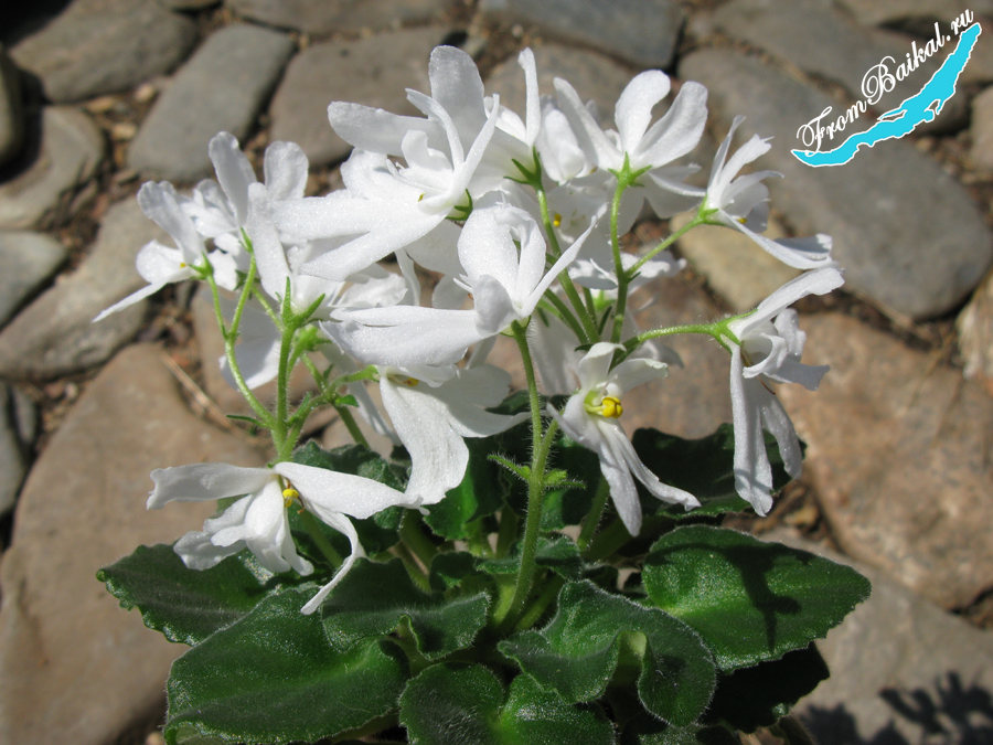 Lunar Lily White_001.jpg