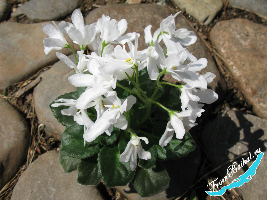 Lunar Lily White_005.jpg