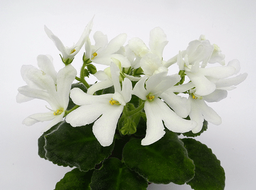 Lunar-Lily-White.gif