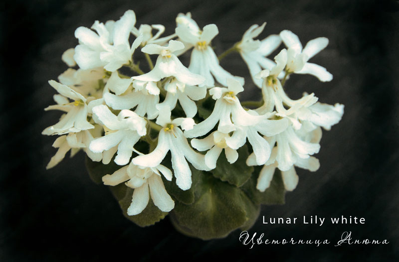 Lunar-Lily-White-1.jpg