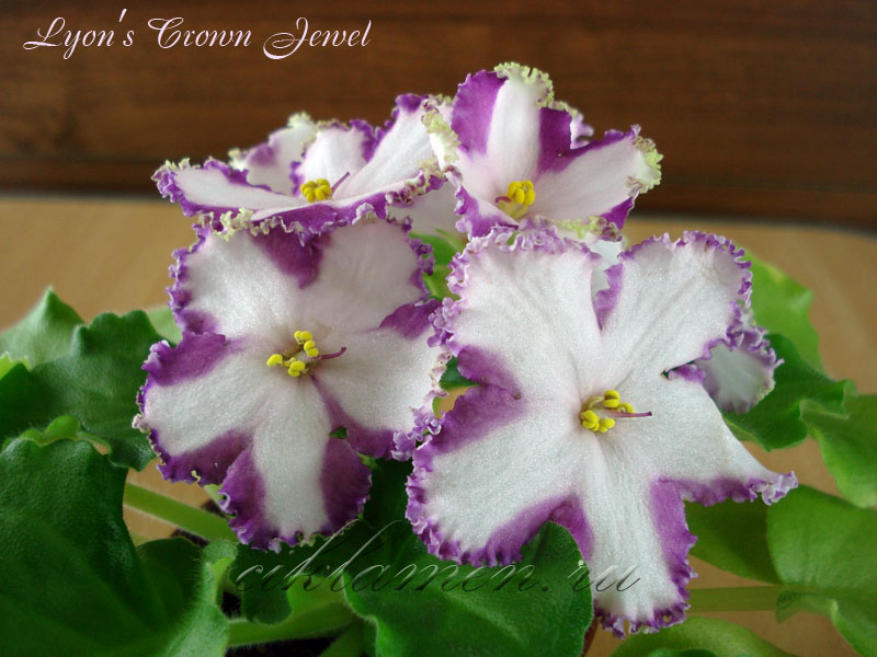 Lyon's Crown Jewel.jpg