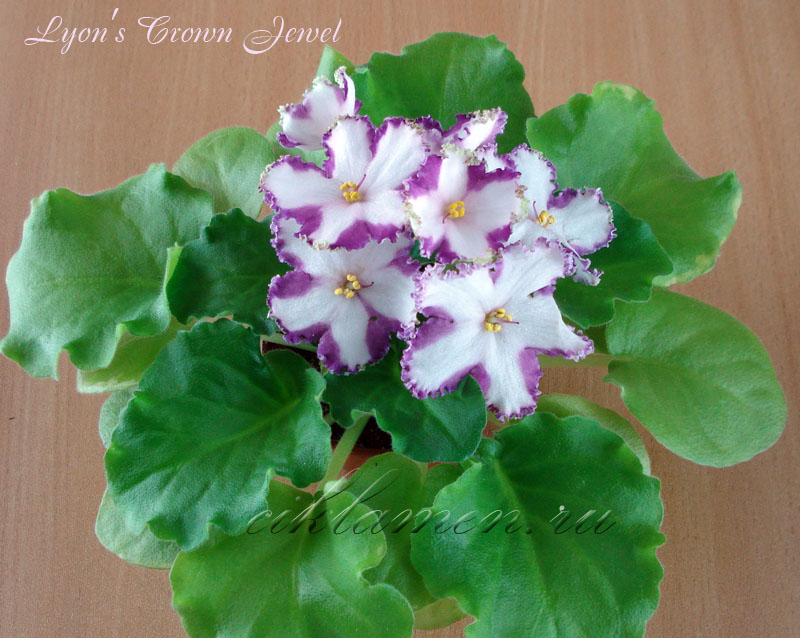 Lyon's Crown Jewel_1.jpg