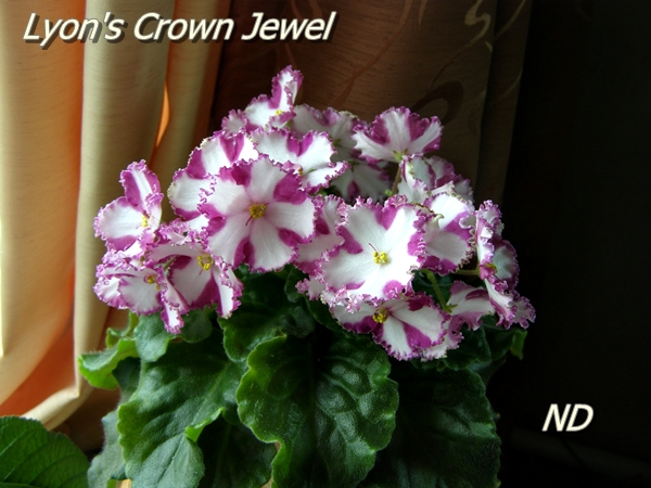 Lyon's Crown Jewel.JPG