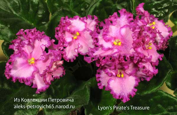 Lyon's-Pirate's-Treasure.jpg