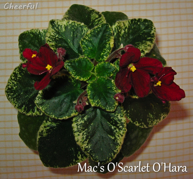 macs oscarlet ohara 09.01.15.jpg