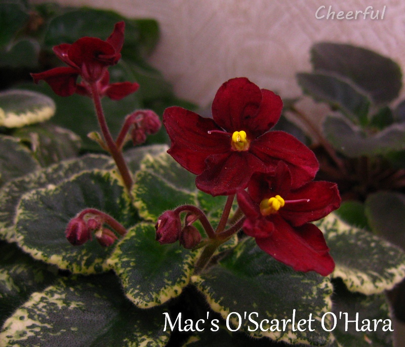 macs oscarlet ohara 09.01.15 2.jpg