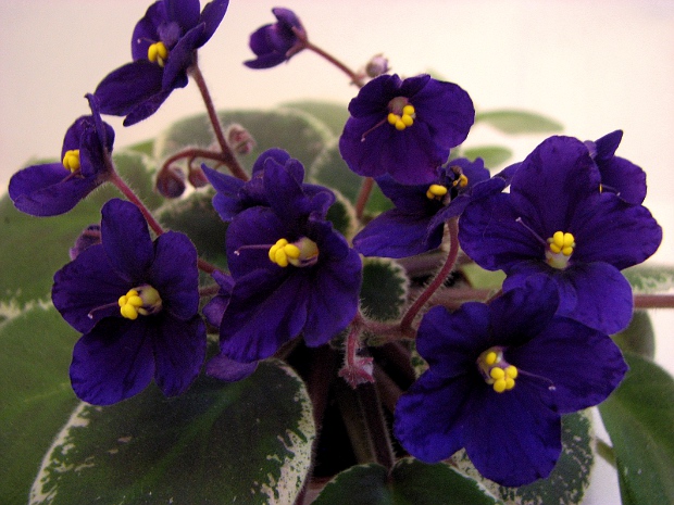 Mac's Very Indigo5.JPG