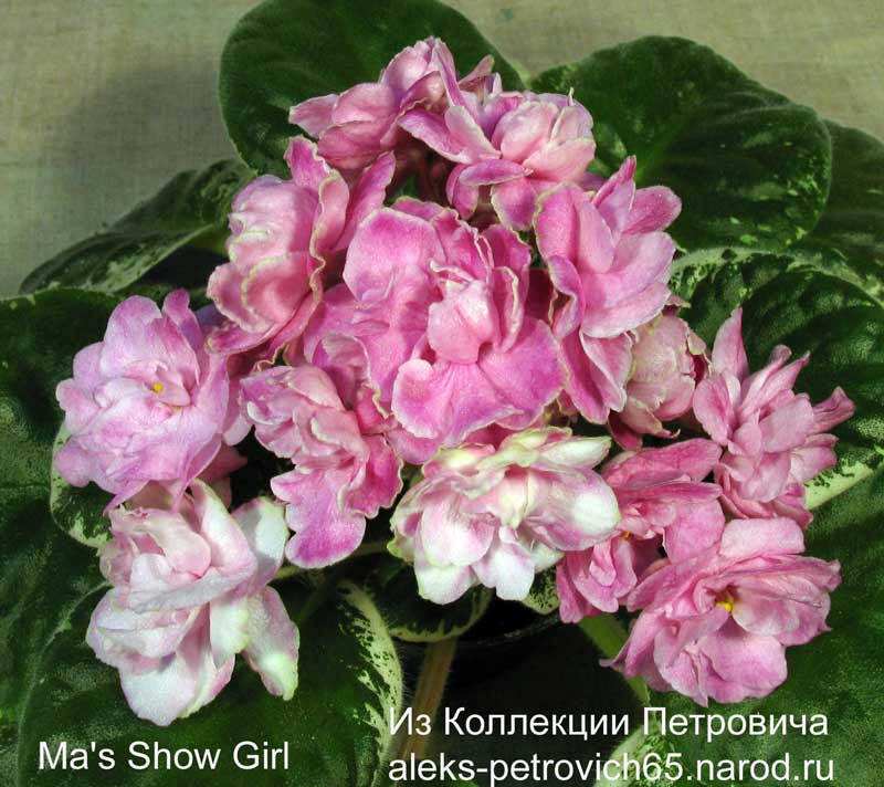 Ma's-Show-Girl...jpg