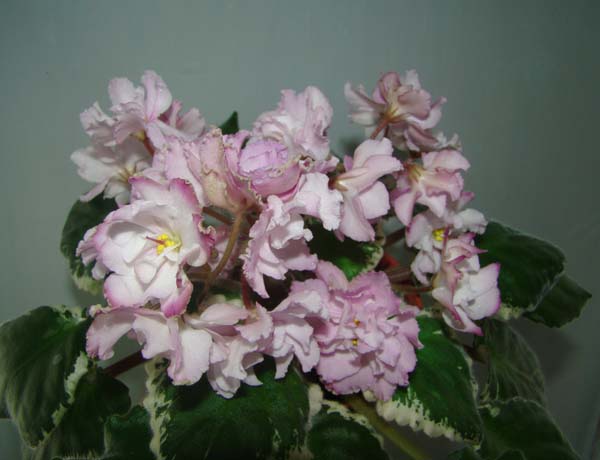 Ma's Wedding Day (O. Robinson)2.jpg