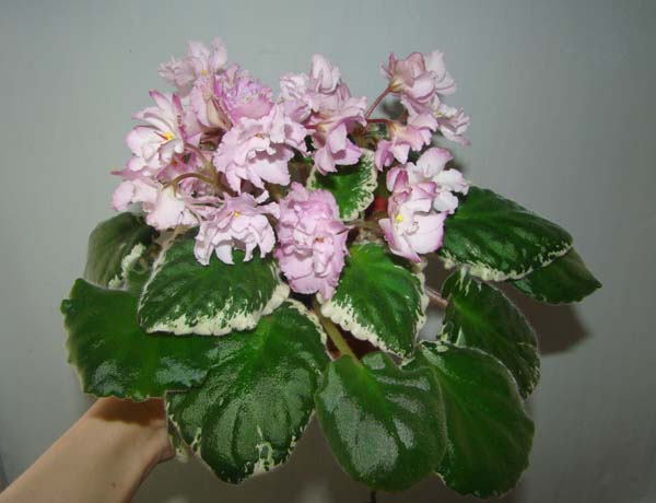 Ma's Wedding Day (O. Robinson).jpg