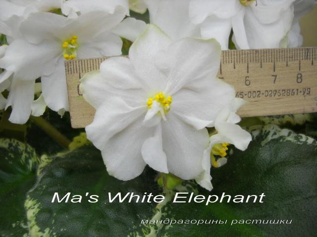Ma's White Elephant портрет f.jpg