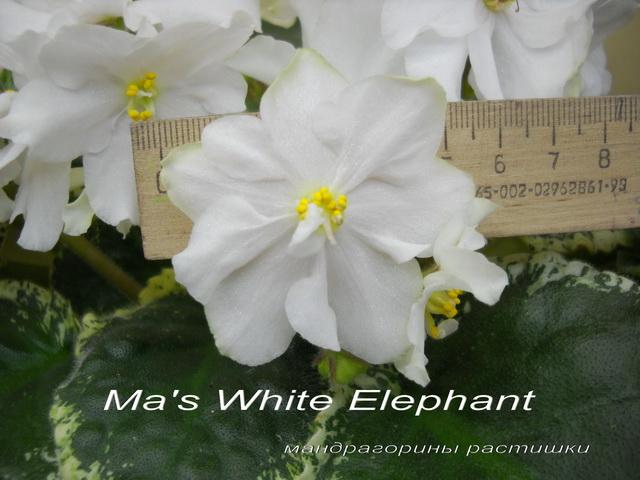 Ma's White Elephant  f.jpg