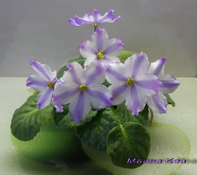 Mauna Kea1_k_640.jpg