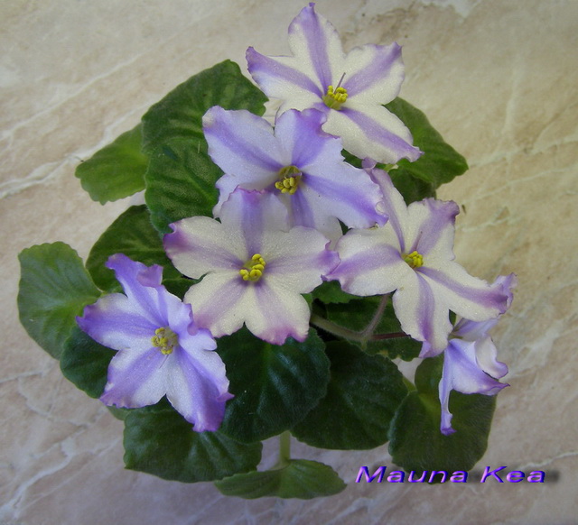 Mauna Kea2_k_640.jpg