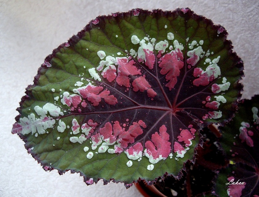 Merry Christmas_лист.jpg