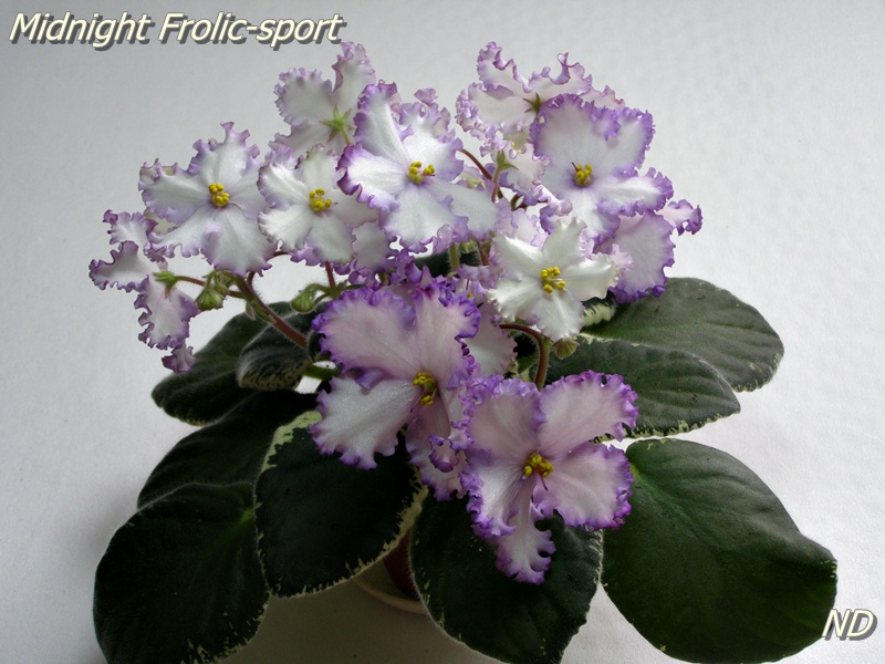 Midnight Frolic-sport.JPG