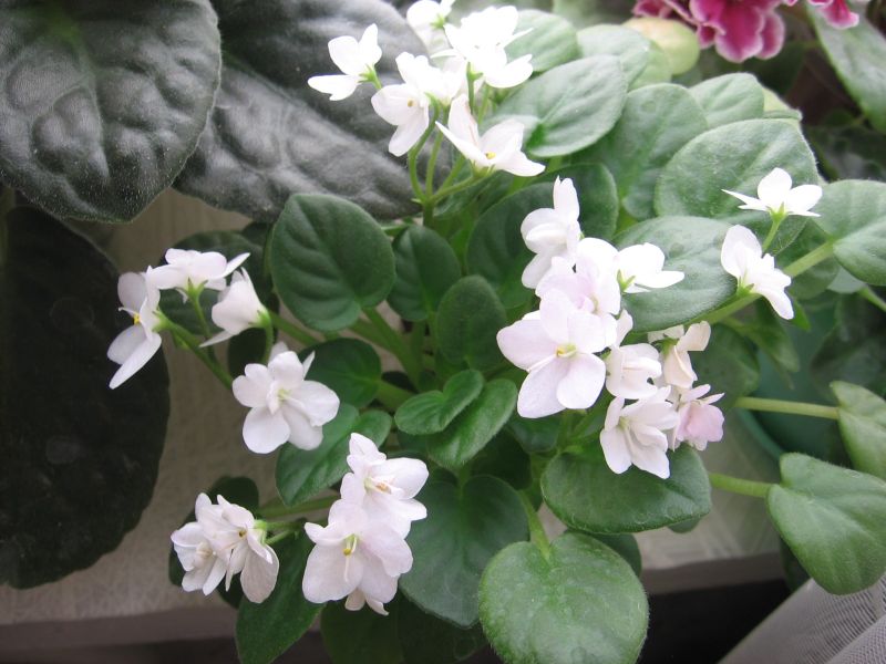 Milky Way Trail _1699.jpg