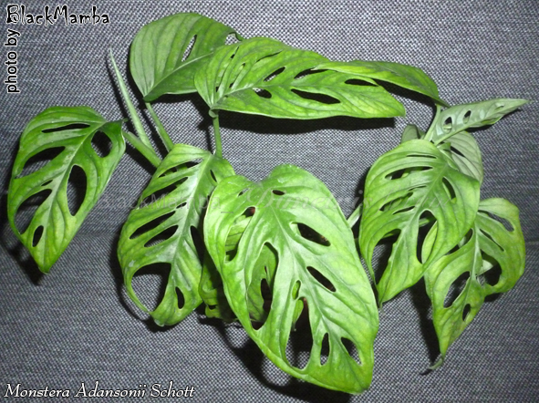 Monstera Adansonii Schott.jpg