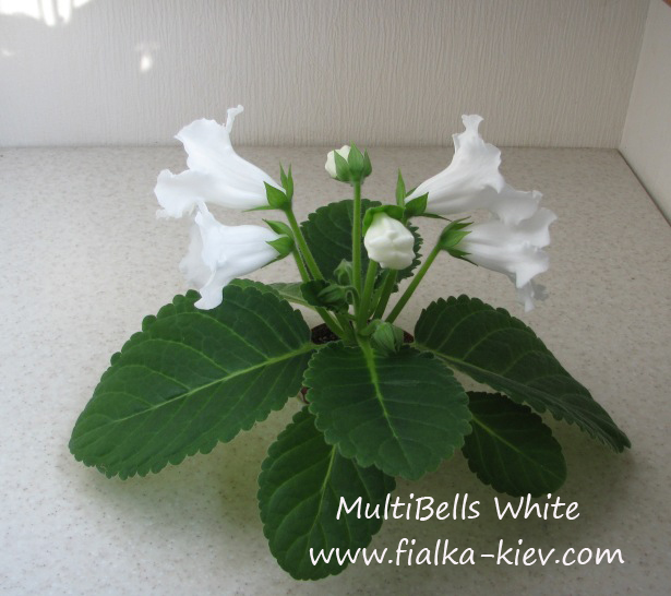 MultiBells White (2).JPG