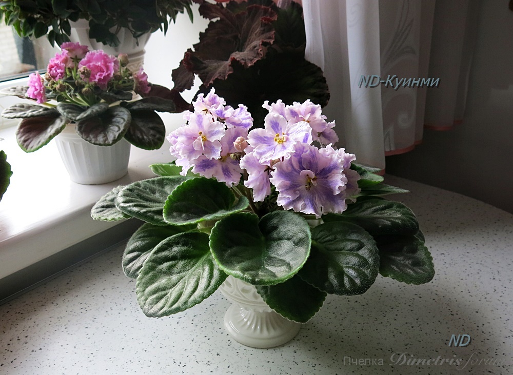 ND-Куинми 3.JPG