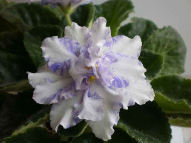 Neptune's Jewels химера.jpg