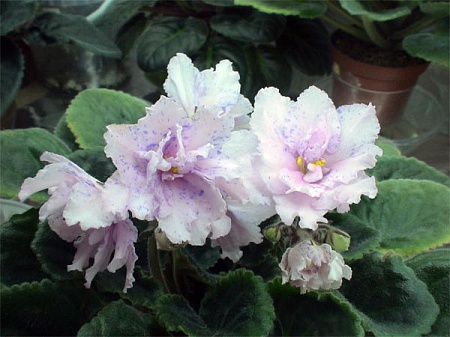 Neptune's Jewels .jpg