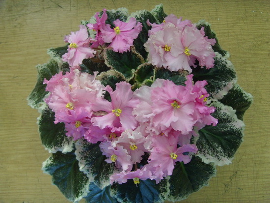 NESS CANDY PINK_.jpg