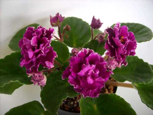 Ness' Cranberry Lace 3.JPG