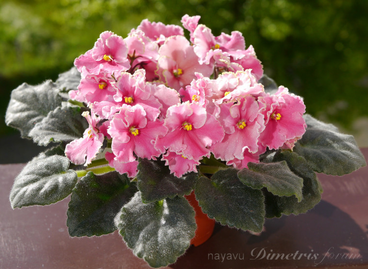 Ness' Dream Maker2.JPG