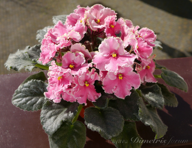 Ness' Dream Maker3.JPG