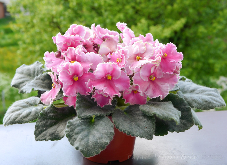 Ness' Dream Maker4.JPG