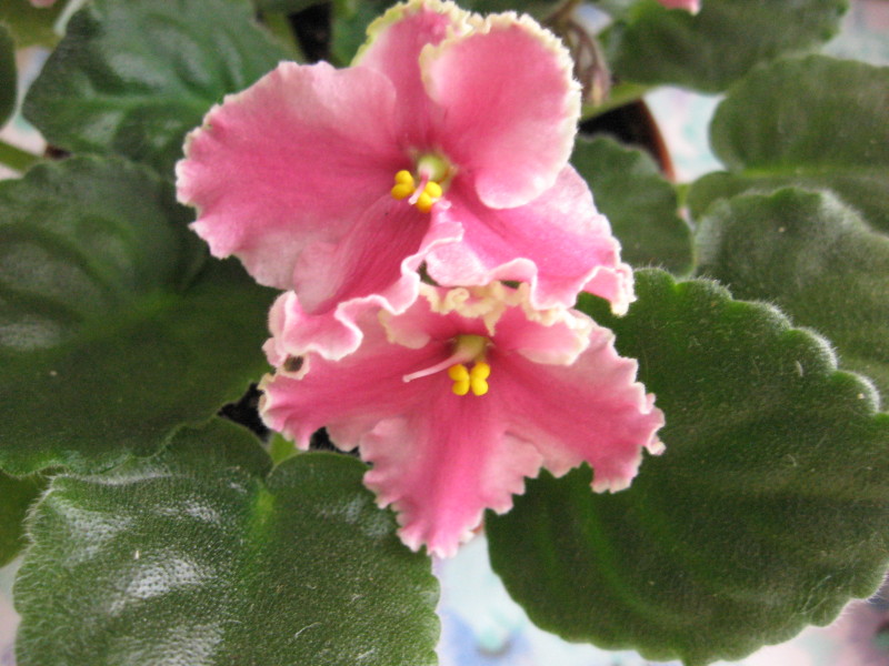 Ness Dream Maker.JPG