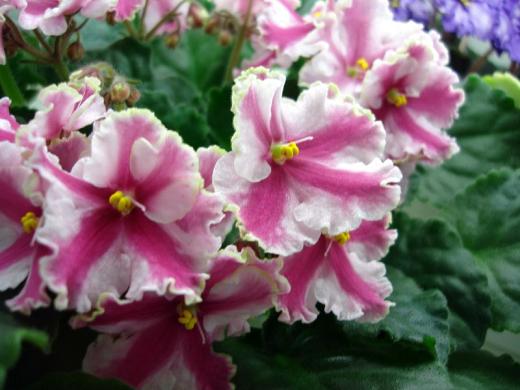 Ness' Dream Maker Ольга Артемова DSC00001 (66)-1.JPG