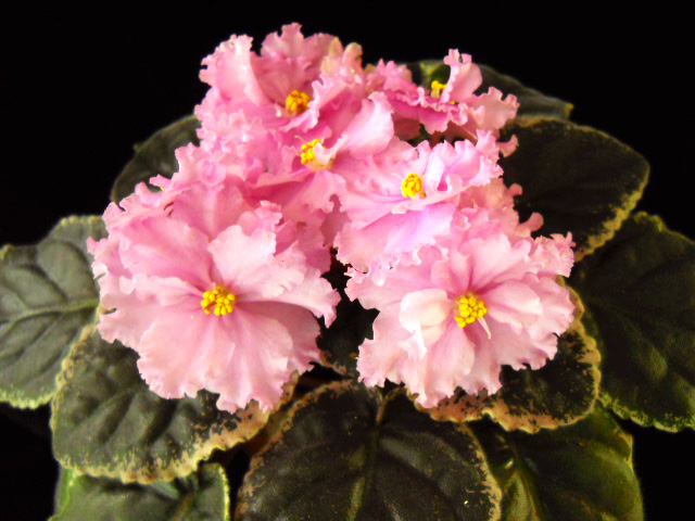 Ness-Kandy-Pink2.jpg