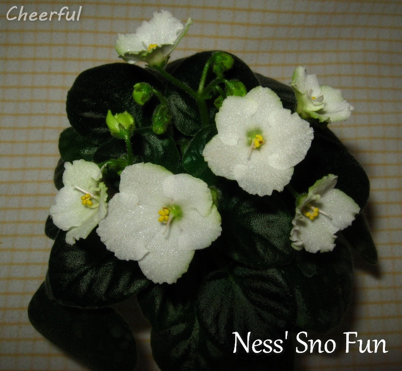 ness sno fun 04.01.15 2.jpg