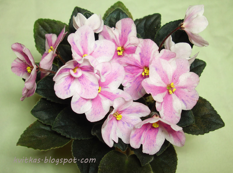 Ness Spring Blush2.jpg