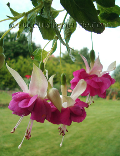 Nestor-Berte Menten.jpg