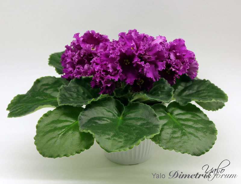 NK-Tirskiy Purpur.jpg