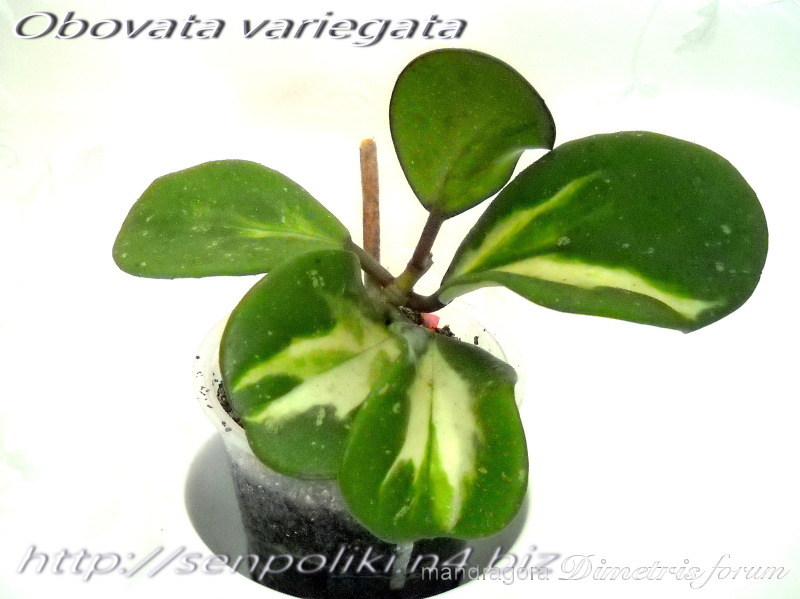 Obovata variegata.jpg