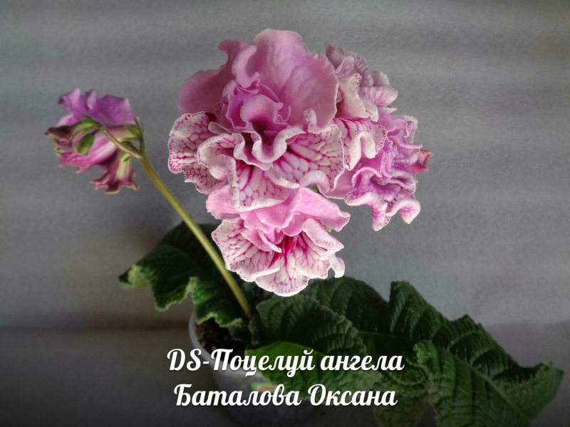 поцел.jpg