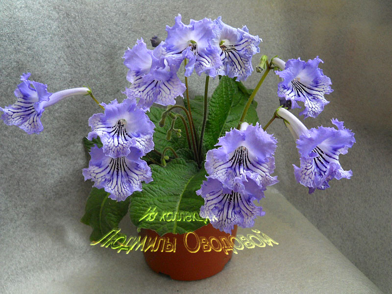 ЦФ-Августина-27.04.jpg