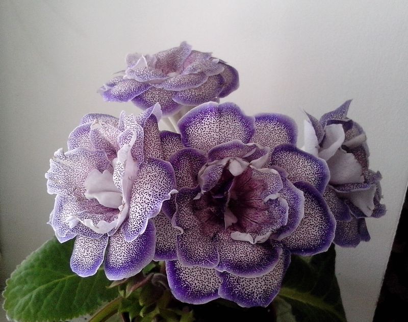 Ситцевая свадьба1.jpg