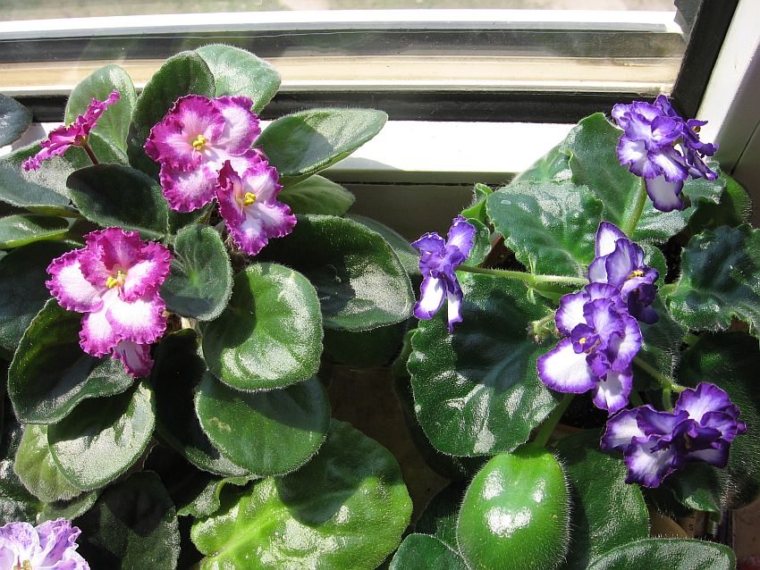 Okie Easter Bunny и Милая Сюзанна_0334.jpg