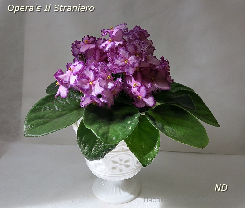 Opera's Il Straniero2.JPG