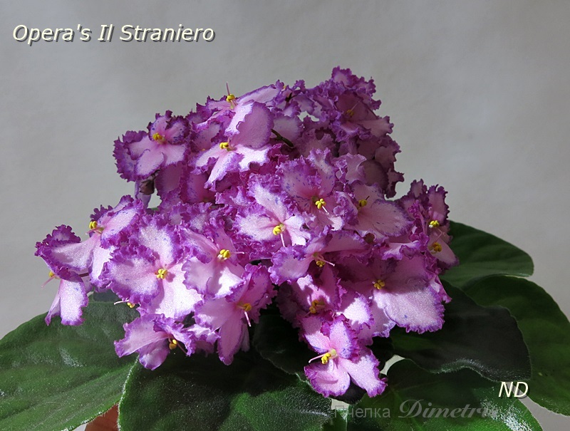 Opera's Il Straniero3.JPG